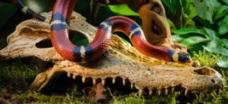 GROTTA KROKODIL KRANIUM EXOTERRA
