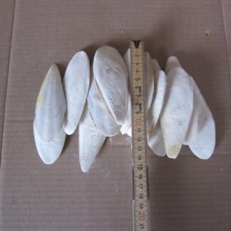 Sepiaskaller hvid ca 10cm  100g