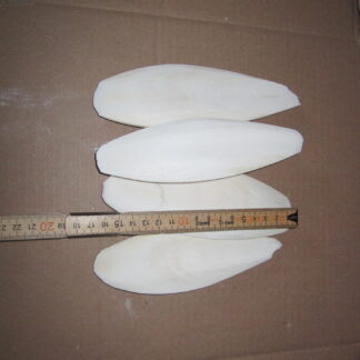 Sepiaskaller  ca 17cm  100g
